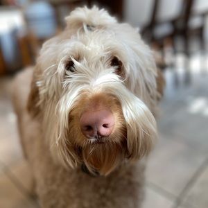 Meet your Posher, Virginia